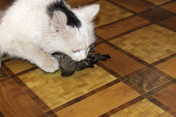 Kedi kuş yakalandı — Stok fotoğraf