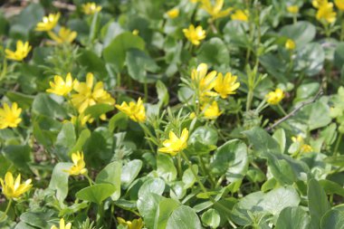 Sarı Düğünçiçekleri