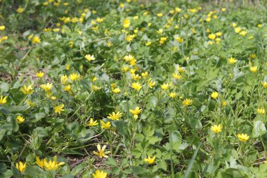 Sarı Düğünçiçekleri