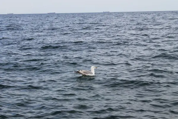 Seagull in the water — Stock Photo, Image