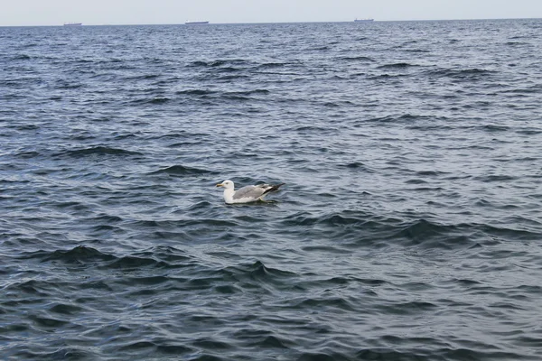 Seagull in the water — Stock Photo, Image