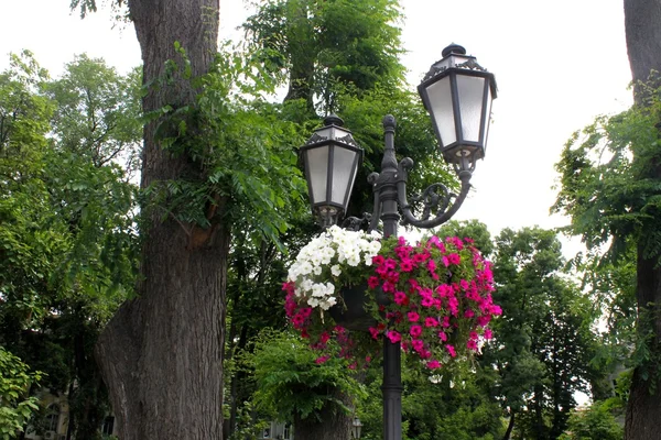 Odessa'daki flowerbed ile sokak fener