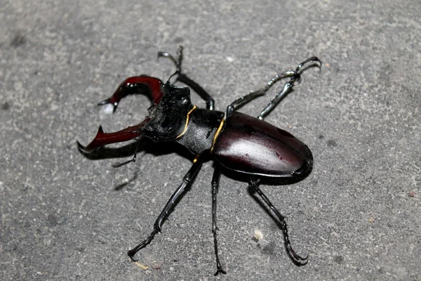 Dendroctone du cerf à cornes noires — Photo