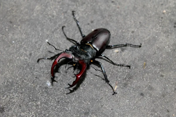 Black horned stag-beetle — Stock Photo, Image