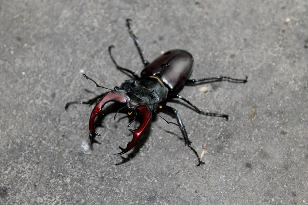 Scarabeo cornuto nero — Foto Stock