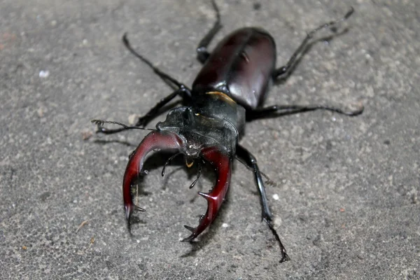 Kumbang bertanduk hitam. — Stok Foto