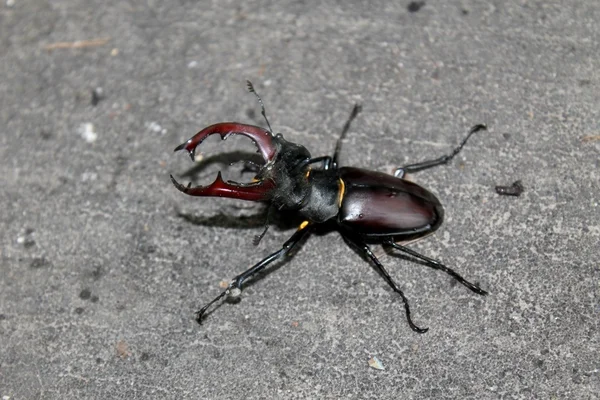 Kumbang bertanduk hitam. — Stok Foto