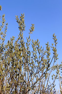 Willow kedicikler dalları