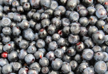 böğürtlen dokulu arka plan