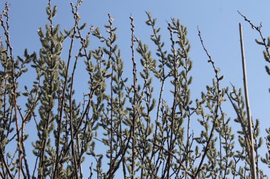 Willow kedicikler ağaç üzerinde