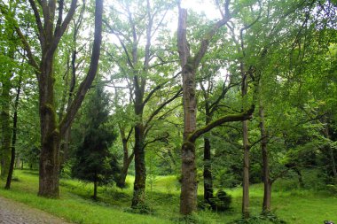 Parkta yeşil ağaçlar