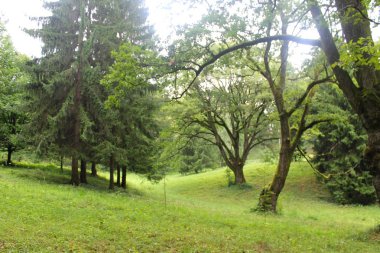 Parkta yeşil ağaçlar