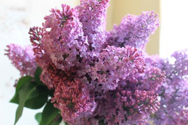 Mor Eflatun çiçekler