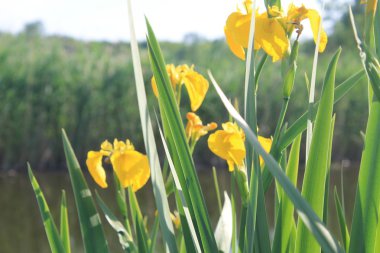 Vahşi sarı iris çiçekleri
