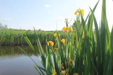 Vahşi sarı iris çiçekleri