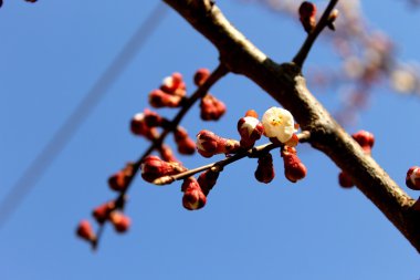 Kayısı Çiçek dalları