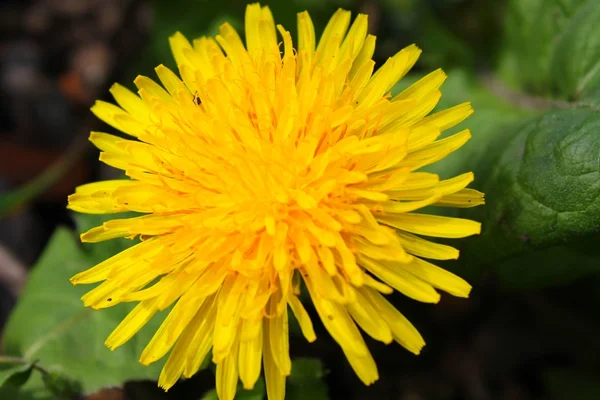 Ein gelber Löwenzahn — Stockfoto