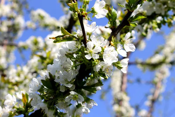 A cherry blossom — Stock Photo, Image