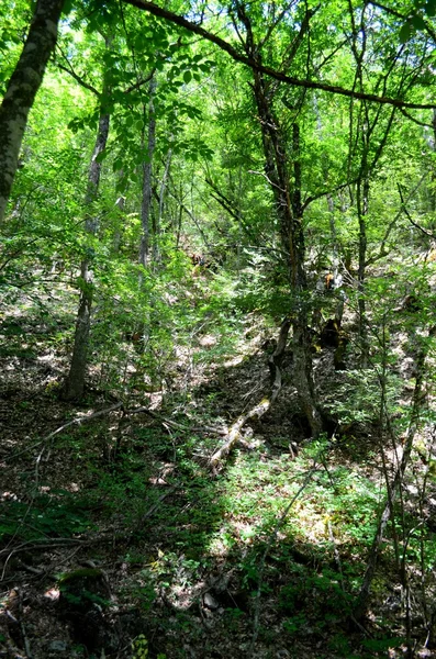 Groen bos in de zomer — Stockfoto