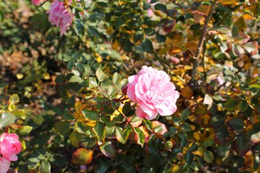 Bahçedeki pembe gül