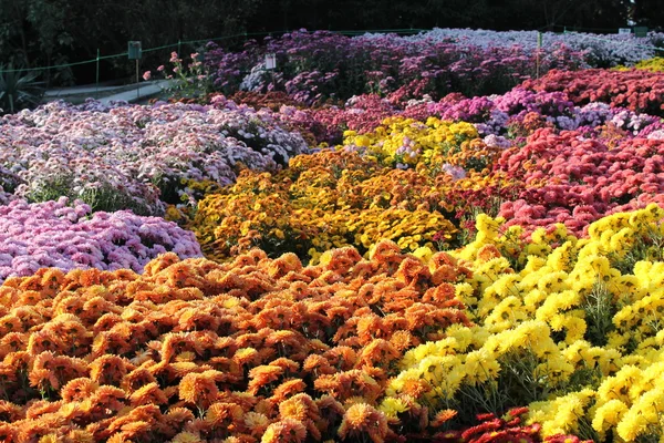 Eine bunte Chrysanthemen — Stockfoto