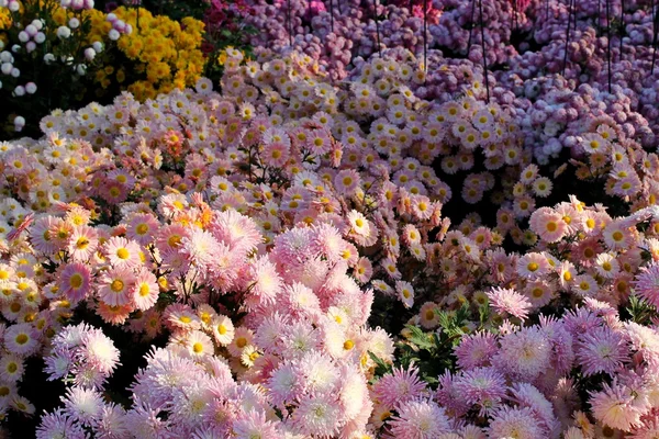 Un crisantemi colorati — Foto Stock