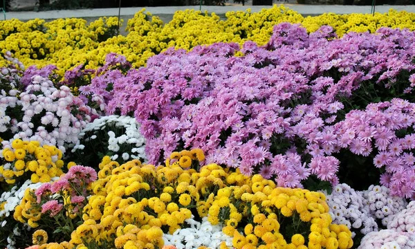 Un chrysanthème coloré — Photo