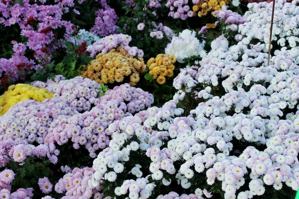 Un chrysanthème coloré — Photo