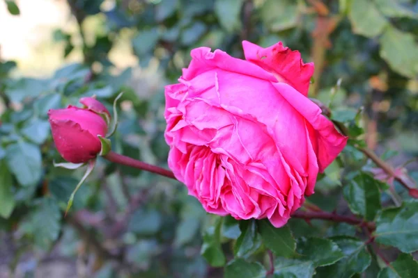 Rosa rosa no jardim — Fotografia de Stock