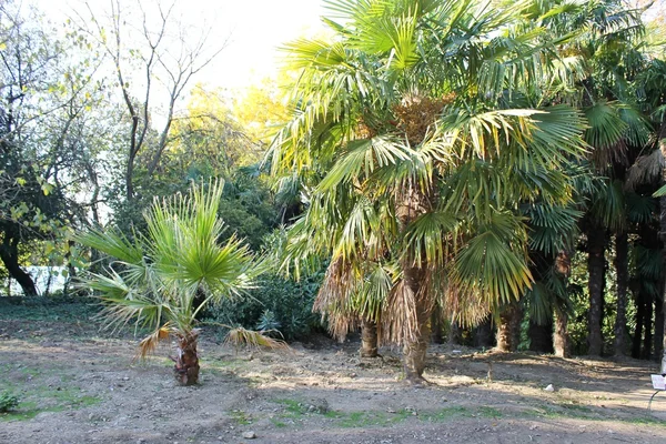 Las palmeras — Foto de Stock
