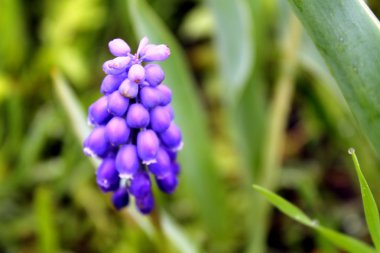 yabani mavi sümbül