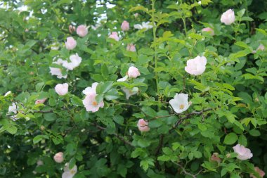 Pembe köpek-gül bush