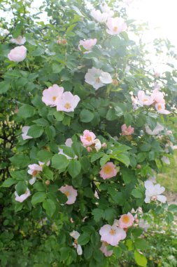 Pembe köpek-gül bush