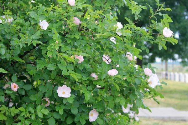 Rosa hund-rose bush — Stockfoto