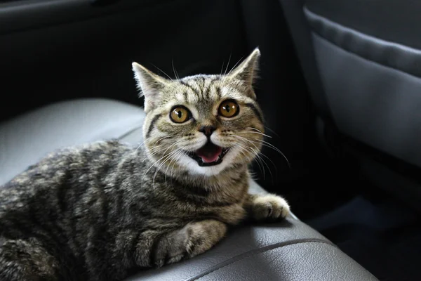 eğlenceli kedi