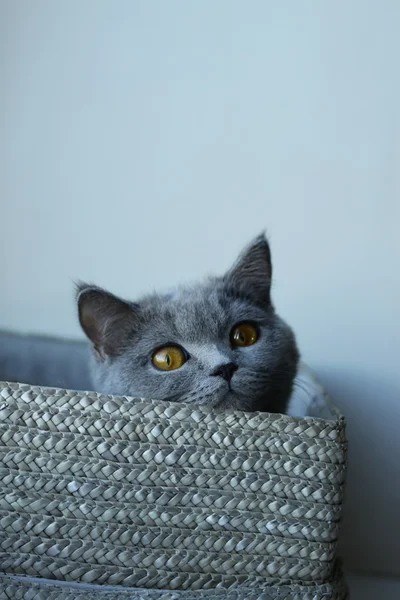 Kutudaki kedi