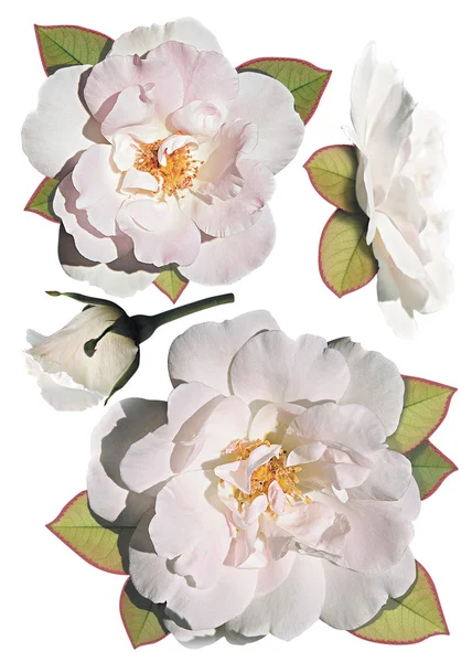 Collection of white  roses — Zdjęcie stockowe