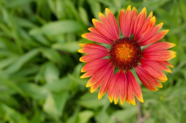 Gaillardia çiçek