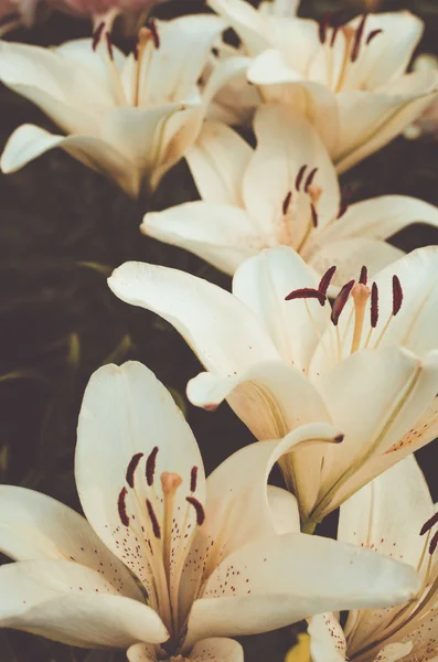 Biege'e zambaklar yumuşak tonlarda