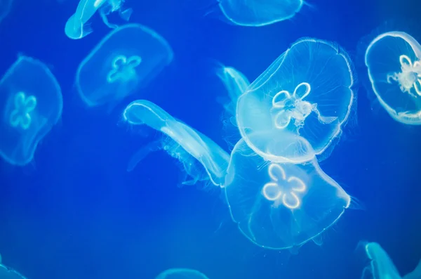 The jellyfishes background — Stock Photo, Image