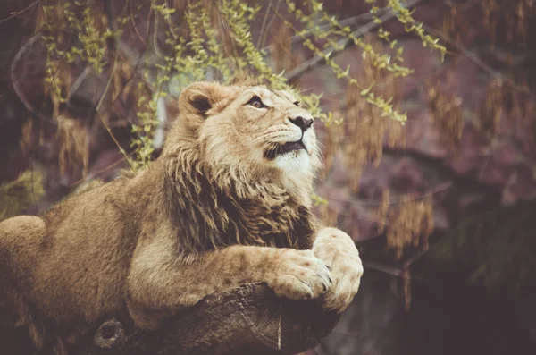 Bir ağaç üzerinde dinlenme aslan