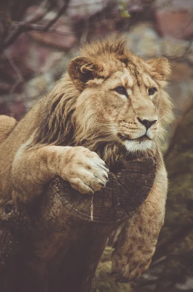 Ağaç görünümlü aslan