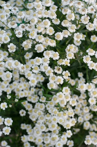 minik beyaz çiçekler