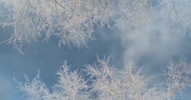 Κάτω Όψη Του Φωτός Λεπτές Νιφάδες Χιονιού Που Πέφτουν Από — Αρχείο Βίντεο