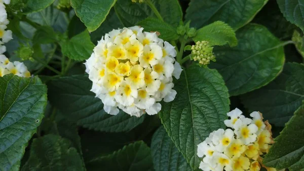 Kwiat Wielobarwny Żółty Biały — Zdjęcie stockowe