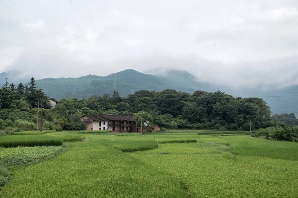 Fermes Milieu Des Rizières Riz Vert — Photo