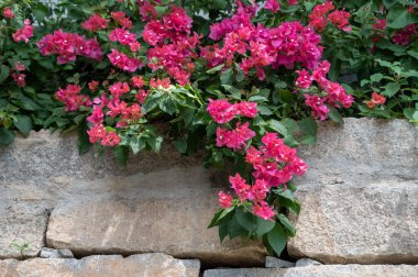 Begonvillerin güneşteki kırmızı yaprakları çok saydamdır.