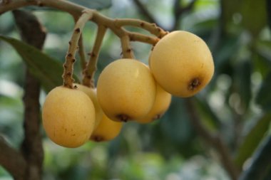 Altın lokuat meyvesi Loquat ağacının dallarında asılı.
