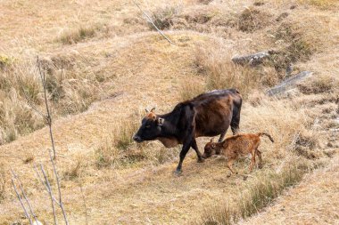 Otlaktaki çimenler sarı ve bir sığır sürüsü ot yiyor.