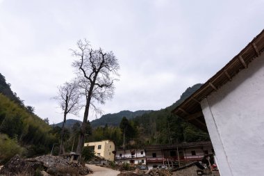 Ağaçlar ormanda göze çarpar.